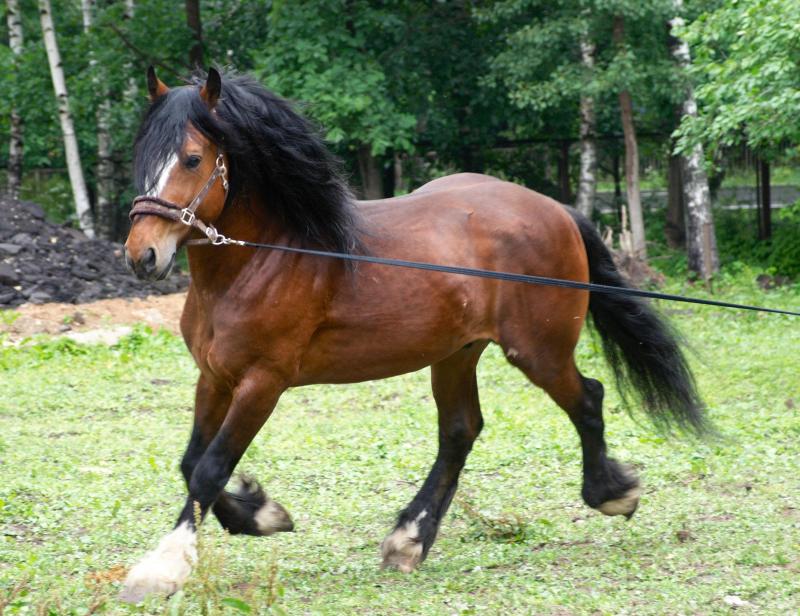 Vladimir Heavy Draft Horse